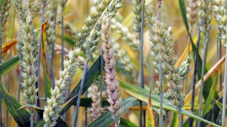 Gürer: Kuraklık buğday üretimini düşürdü