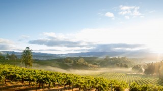 Kaliforniya’da bağlar terk ediliyor