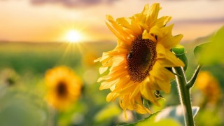 Kayseri Büyükşehir Belediyesi Organik Tarım Eğitimine Başlıyor