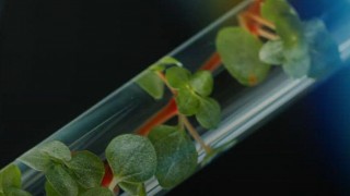 Kindai Üniversitesi begomovirüse direnç genini açıkladı