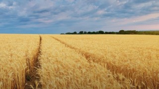 Rusya Tarım Bakanlığı: Buğday ihracat vergisi sıfır kaldı