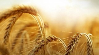 Rusya Tarım Bakanlığı: Buğday ihracat vergisi sıfır kaldı