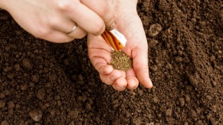 Rusya’da yerli tohumda yeterlilik %70’e yaklaştı