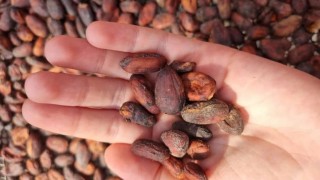 StoneX: Küresel kakao piyasası 2026/27’de fazlaya dönecek