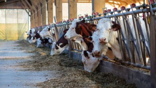 Süt üretiminde 2 milyon tonluk kayıp hâlâ telafi edilemedi