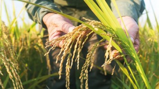 TMO, 2025 Dönemi Çeltik Alım Fiyatlarını Açıkladı