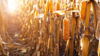 TMO’dan Üreticilere 360 Milyon TL’lik Alım Ödemesi