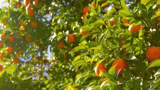 Tübingen Üniversitesi Xanthomonas citri mekanizmasını açıkladı