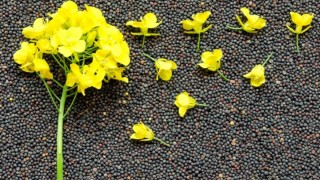 Ukrayna’da kolza küspesi ihracatı yüzde 70 arttı