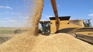 USDA: Rusya’nın 2025–2026 Buğday Rekoltesi 89,5 Milyon Ton