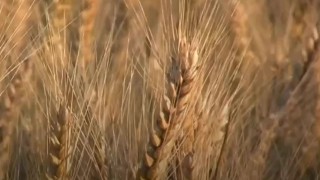 Zürih Üniversitesi: Buğdayda küllemeye çift direnç önerisi