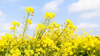 Belarus Ulusal Bilimler Akademisi yeni kolza çeşitlerini tanıttı