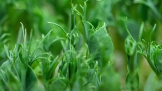 Cambridge: Bitki ıslahında etopozid ile yeni mutasyon yöntemi