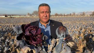 CHP’li Gürer: Niğde Bor’da 25 Dönüm Kara Lahana Tarlada Çürüdü