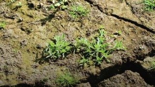 Çin Bilimler Akademisi’nden kuraklığa karşı rüzgâr kıran modeli