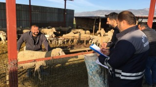 Denizli İl Tarım’dan 2025’te Hayvancılıkta Rekor Aşılama ve İhracat