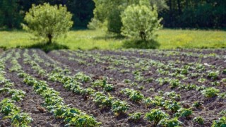 FAO: Dünyada Sadece %35 Tarım Arazisi Resmî Sahipliğe Sahip