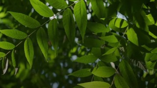 İsviçre Orman Enstitüsü: Dişbudaklar zararlıya dirençli