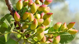 Kaliforniya Üniversitesi: Fıstıkta erken çatlama nedeni bulundu