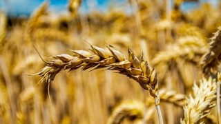 Kanada buğday ihracatı 11,25 milyon tonla rekor kırdı