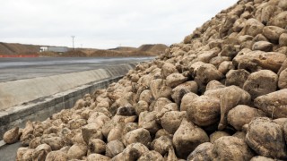 Kayseri Şeker 2025–2026 pancar bedeli ödeme takvimini açıkladı