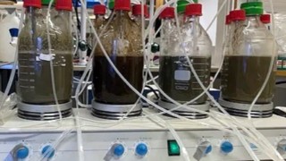 KTH, Baltık Denizi Fosforunu Gübreye Dönüştürme Yöntemi Geliştirdi