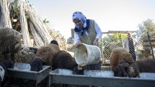 Mersin Büyükşehir’den kırsalda 360 yetiştiriciye hayvancılık desteği