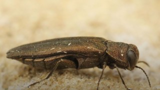 Minnesota Üniversitesi: Parazitik mantarlar zararlı böceğe karşı umut veriyor