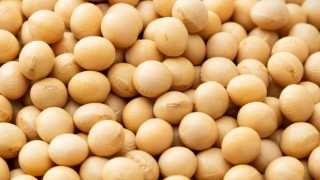 Mısır'ın Soya İthalatı 2025’te Rekor Seviyeye Ulaştı