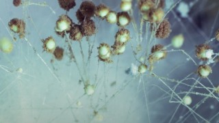 Murcia Üniversitesi, Dönüşebilen Mantarın Genlerini İnceledi