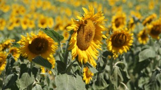 NAPMK: Kazakistan’da ayçiçeği vergisi düşerse fiyat artar