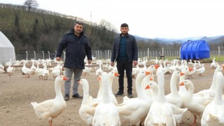 Ordu Büyükşehir kaz yetiştiricilerine alım garantisi verdi