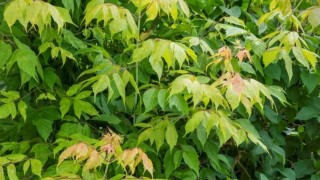 Rosleshoz: Amerikan Akçaağacı Tehlikeli İstilacı Tür Sayılacak