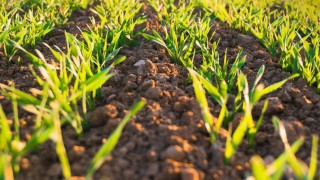 Rosstat: Rusya’da tarımsal üretim 2025’te %4,9 arttı