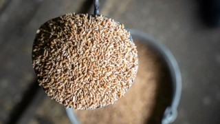 Rusagrotrans: Rusya’nın Şubat Buğday İhracatı 3,3 Milyon Ton