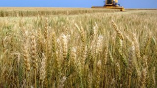 Rusya: Buğday ihracat vergisi 18–26 Şubat’ta sıfır