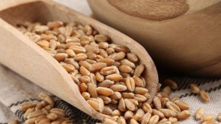 Rusya Tarım Bakanlığı: Buğday, Arpa ve Mısırda İhracat Vergisi Sıfır