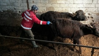 Samsun İl Tarım’dan 2026 İlkbahar Şap Aşılama Duyurusu