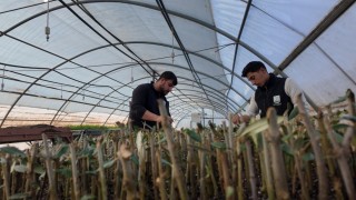 Şanlıurfa Büyükşehir Akçakale’de 30 bin fidan üretiyor