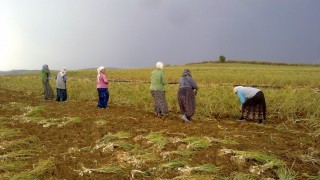 Sarımsağı don vurdu!