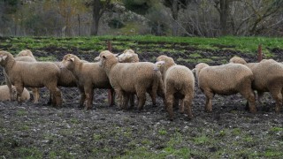 Tekirdağ Büyükşehir 1.250 küçükbaş hayvan dağıtacak