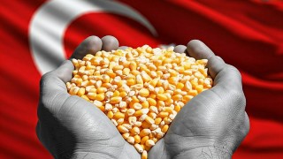 TMO'nun 350 Bin Ton Yemlik Mısır Alım İhalesi Sonuçlandı