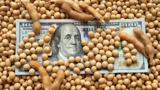 Trump–Şi görüşmesi sonrası soya fiyatları yükseldi