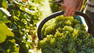 UGVC: Fransa’da Konyak Üreticileri Bağ Sökümüne Başlıyor