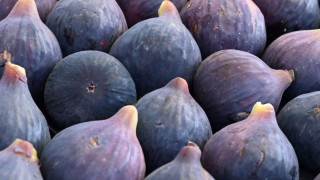 Üreticilere Yüzde 100 Hibeli İncir Fidan Desteği