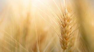 USDA: Rusya’nın buğday ihracatı 2025/26’da 44 milyon tona çıkacak