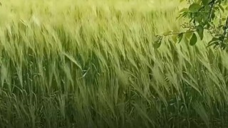Uzmanlar: Yeleli Arpa Tarım ve Hayvancılık İçin Tehdit