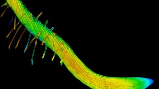 Washington Üniversitesi: Bitkiler kök yönünü epidermisle kontrol ediyor