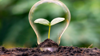 YEŞİL DEVRİM NEDİR?