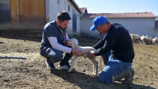Ankara’da veteriner hizmetlerine destek başvuruları başladı